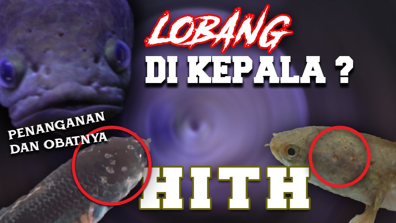 PENANGANAN CHANNA YANG TERKENA HITH (HOLE IN THE HEAD) ][ APAKAH BISA S3MBUH ?!?