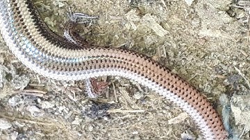 The dragon snake or dragonsnake (Xenodermus javanicus) is a strange looking non-venomous Colubrid sn