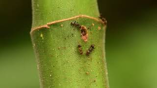 Azteca Ants Entrance Maintenance
