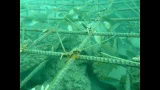 Coral Reef Creator - Aleenta Phukets Reef Project - Phang Nga - Thailand