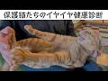 保護猫たちのイヤイヤ健康診断・2026年4月号