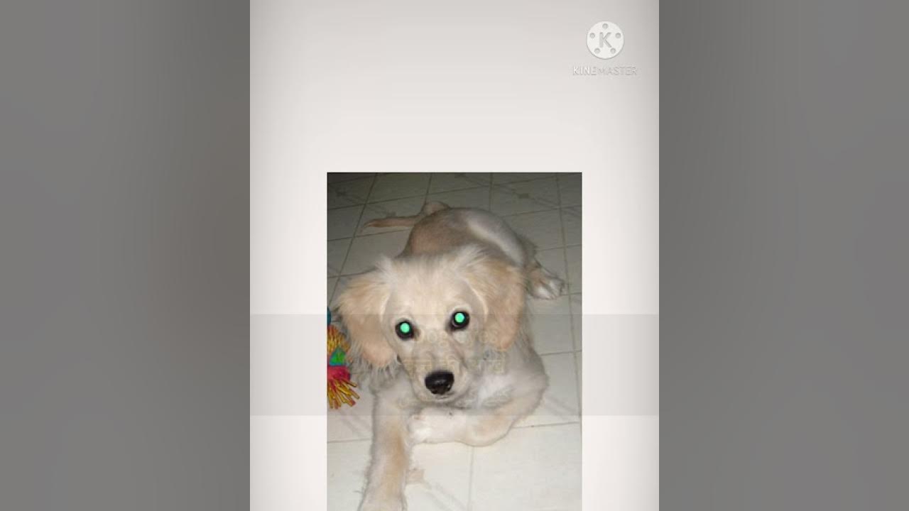 dog-eyes-meaning-in-hindi-urdu-dog-eyes-pronunciation-dog-eyes