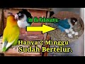 Cara ternak Lovebird hanya 2 Minggu langsung Nelor.