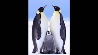 El Pingüino Emperador 🐧 (Texto Informativo) | Lectura en voz alta con Tía Andrea