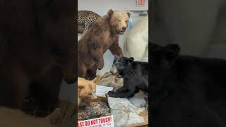 Screaming Lion Antiques in New Holland Pennsylvania Taxidermy and Antiques galore