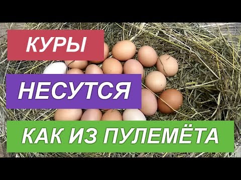 КОРМИТЕ НЕСУШЕК ТАК, тогда будут крепкие яйца и яркие желтки!