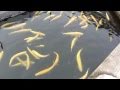 驚愕の巨大アルビノ軍団