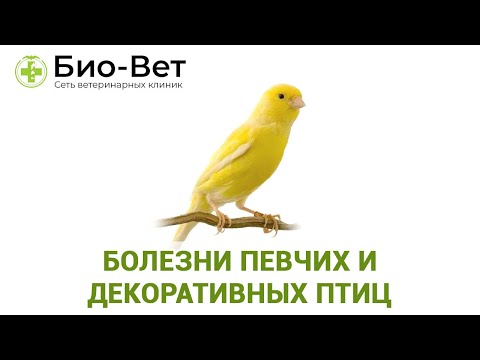 Болезни певчих и декоративных птиц