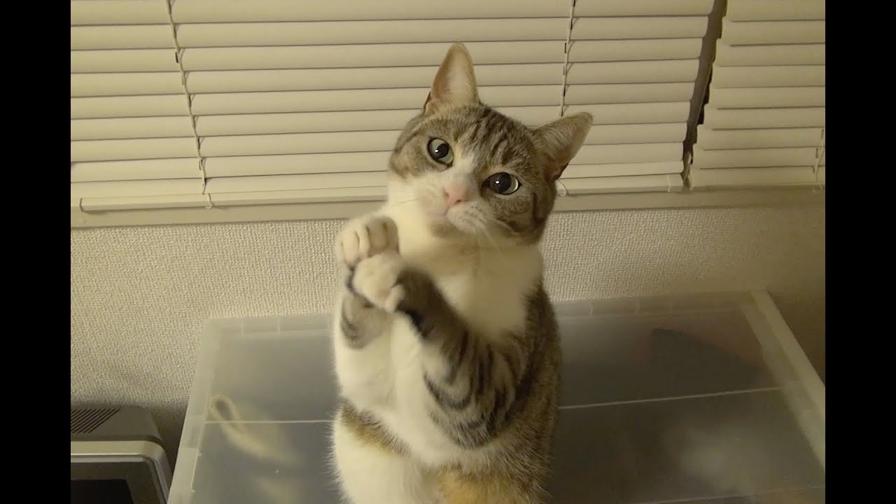 猫が おねだり の練習してるよー 動画 ハフポスト Life