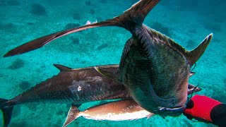 DOUBLE BARB STRIKE ACTION! || FEARSOME PREDATOR! || SPEARFISHING PHILIPPINES!