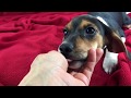 Esmeralda the female Queen Elizabeth Pocket Beagle