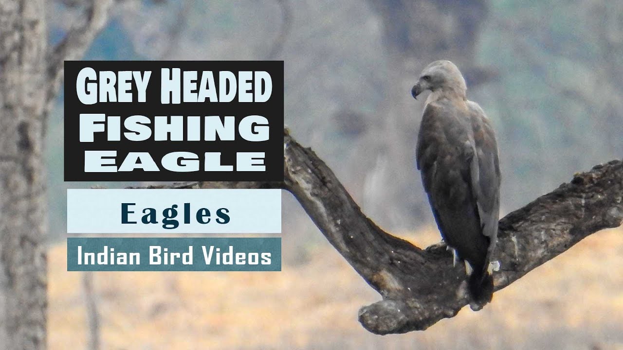 The Grey-headed fish eagle (Haliaeetus ichthyaetus) - মেটেমাথা কুরাঈগল