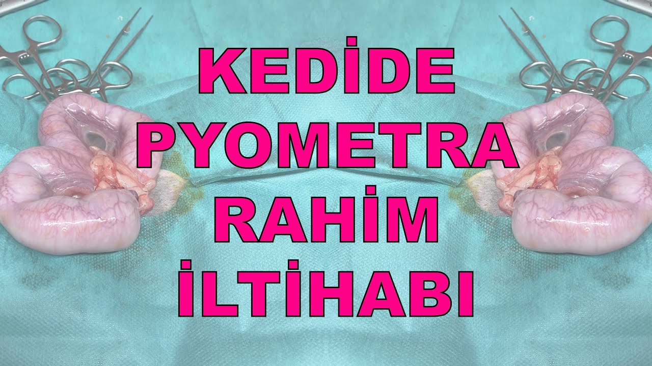 Kedide Pyometra Rahim Iltihabi Youtube