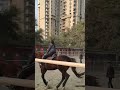 6 jumps at once on Sultan #horseriding