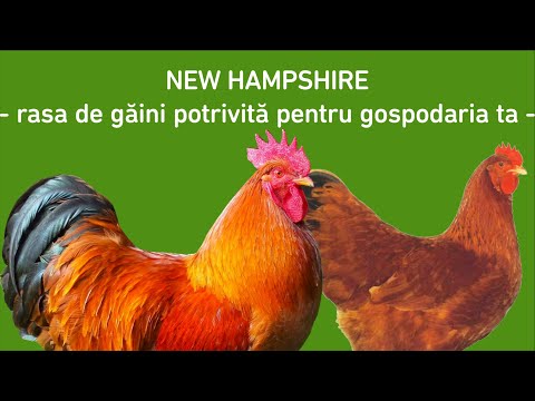 Video: Cele mai bune 5 drumeții de iarnă din New Hampshire