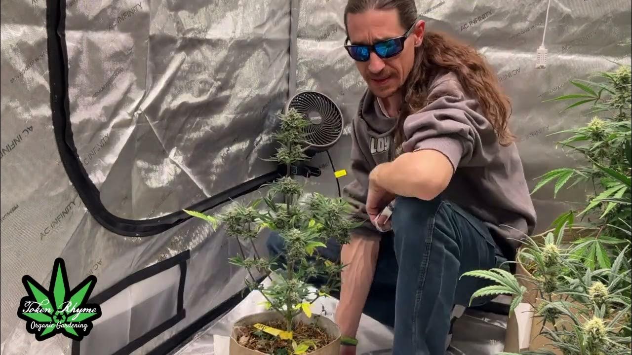 Episode 3 What Pot Size is Better for Autoflower Plants YouTube