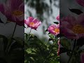 #flowers 🌺🌺🌺
