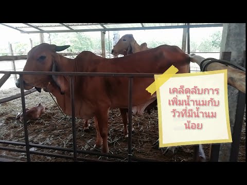 วีดีโอ: วิธีเพิ่มน้ำนมจากวัว