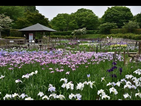 奈良県　馬見丘陵公園 満開の花菖蒲園 2020