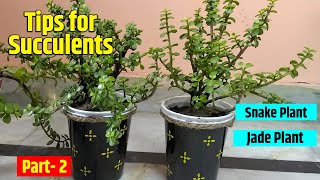 How To Care For Succulents Jade Plant Care Snake Plant Succulents Ki Care Kaise Karein