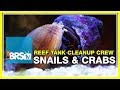 Week 23: Clean-up crew, how many do I need? | 52 Weeks of Reefing