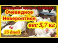 ‼️Рекордный вес у бройлеров‼️Выращивание бройлеров в Солнечном Дворике на комбикорме Южная Корона