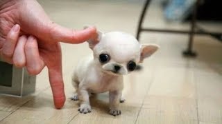 самые маленькие собаки в мире