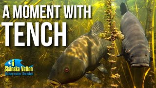 A moment with tench / Underwater video