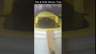 The Amazing Flip & Slide Mouse Trap  Non Stop Mouse Catches. Mousetrap Monday Short