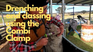 Drenching and Classing using the Combi Clamp Sheep Handler