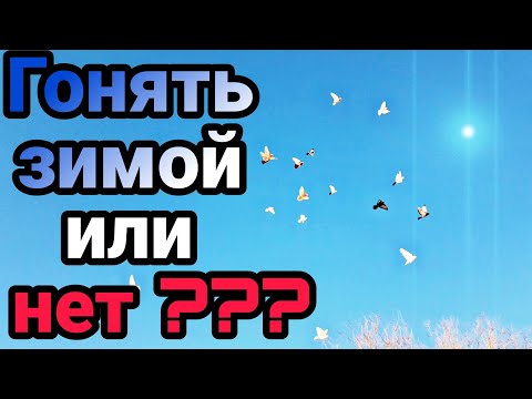 Надо ли зимой гонять голубей?