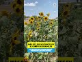 Más de 3,500 visitantes en el Campo de Girasoles de la Narro