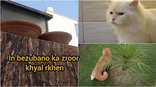 Summers m cats ka ye boht bara msla hota || in bezubano K khane pani ka khyal zroor rkhen