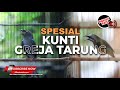 🔴 Masteran Spesial Tembakan  Kunti Greja Roll Tajam dan Kasar Isian Srigunting Abu vs Cucak Cungkok