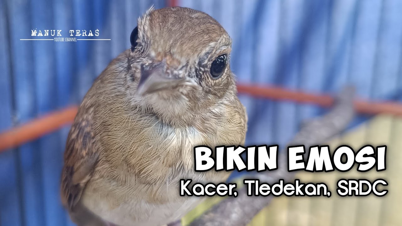 SUARA PANCINGAN BURUNG KACER AGAR CEPAT BUNYI DAN GACOR, PANCINGAN KACER,TLEDEKAN, SRDC, Emosi NYAUT
