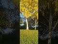 The Autumn Leaves💛Осенние листья💛 🍂🍁🍃