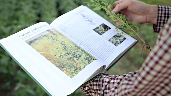 How to Identify a Plant or Weed - DayDayNews