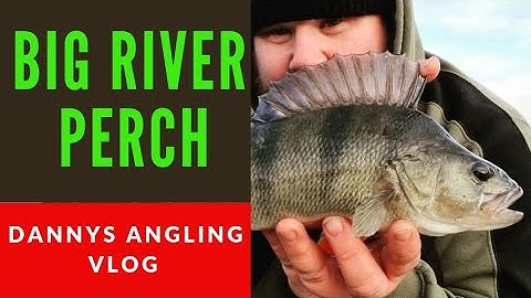 Big River Perch
