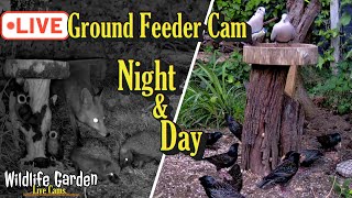 🔴LIVE - Ground Feeder's🦔🐦 (Wildlife Garden 03)