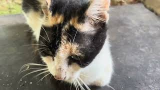 cute cat video #shots #village #sound #cute by Vishvasichalum illenkilum 10 views 6 days ago 17 seconds