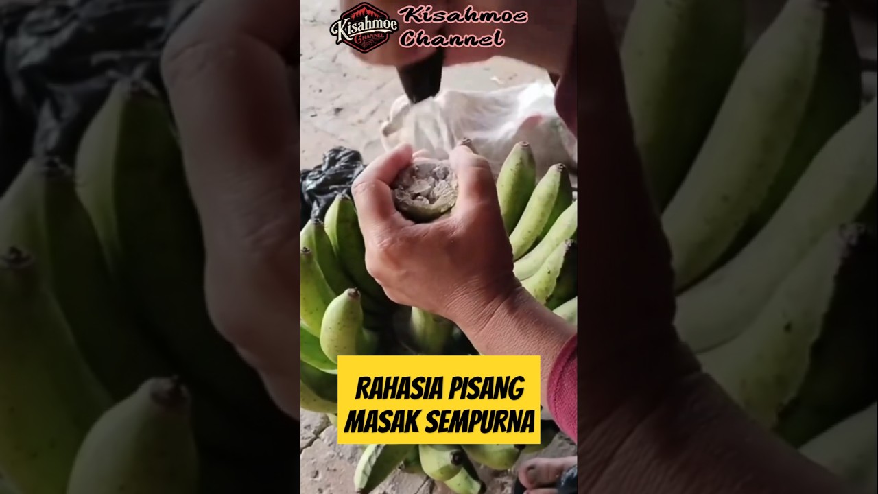 Proses Pengarbitan Buah Pisang: Rahasia di Balik Kematangan Sempurna 🍌
