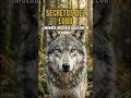 ¿AULLAN A LA LUNA? 🌕 Top 5 Curiosidades del Lobo. #curiosidadesanimales #lobo