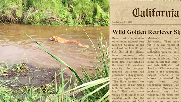 “WILD GOLDEN RETRIEVER” SPECIES UNCOVERED BY SCIENTISTS