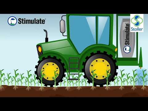 Video: Tecnología De Cultivo De Maíz