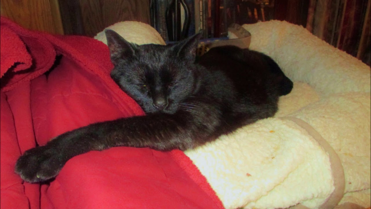 More photos of Elvira camera iphone 8 plus apk