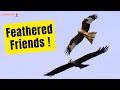 Flying with feathered friends  part 2  planeprint eagle 3d printed aeroplane