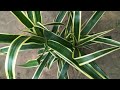 🌱 सनफी प्लांट को हरा रखने का असली राज़🪴 Sunfee Plant Care in Hindi | Easy Guide"Indoor Plant Tips 🤔