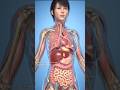 Hyper Realistic Female Anatomy 3d Animation Shorts Hyper Realistic Female Anatomy 3d Animation Shorts