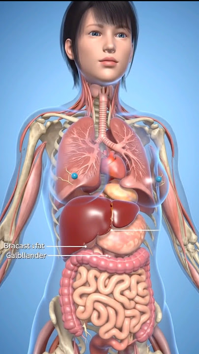 Hyper Realistic Female Anatomy 3d animation #shorts