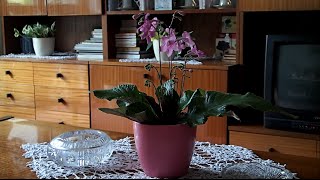 Streptocarpus - Cape primrose